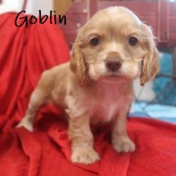 puppy, for, sale, Cocker Spaniel, Joe & Cherri  Overlease, dog, breeder, Miller, MO, dog-breeder, puppy-for-sale, forsale, nearby, find, puppyfind, locator, puppylocator, aca